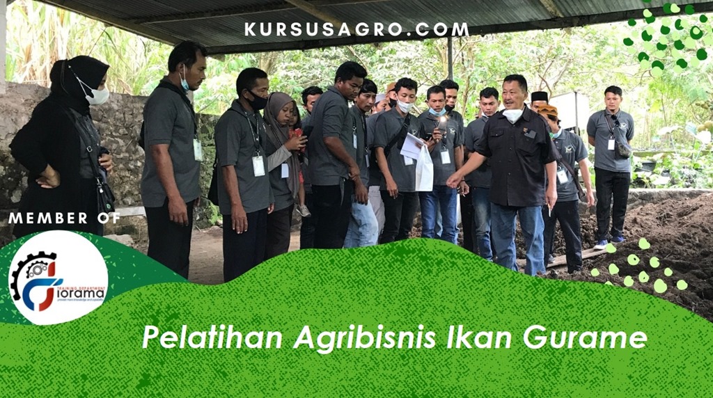 Pelatihan-Agribisnis-Ikan-Gurame.jpg